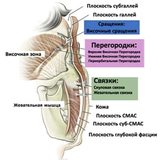 Связочный аппарат лица